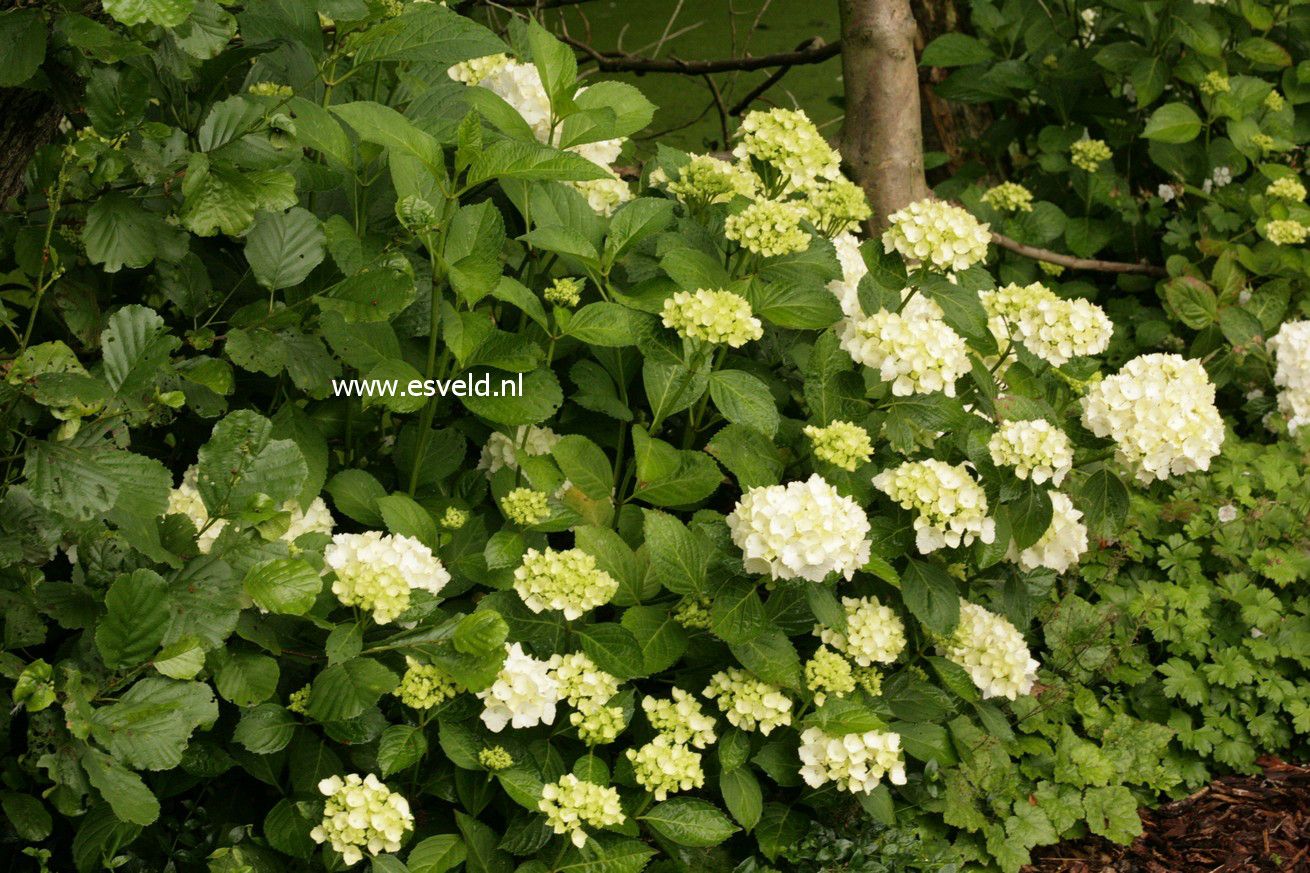 Hydrangea macrophylla 'Soeur Thérèse'